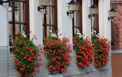 Las mejores flores para decorar tus ventanas