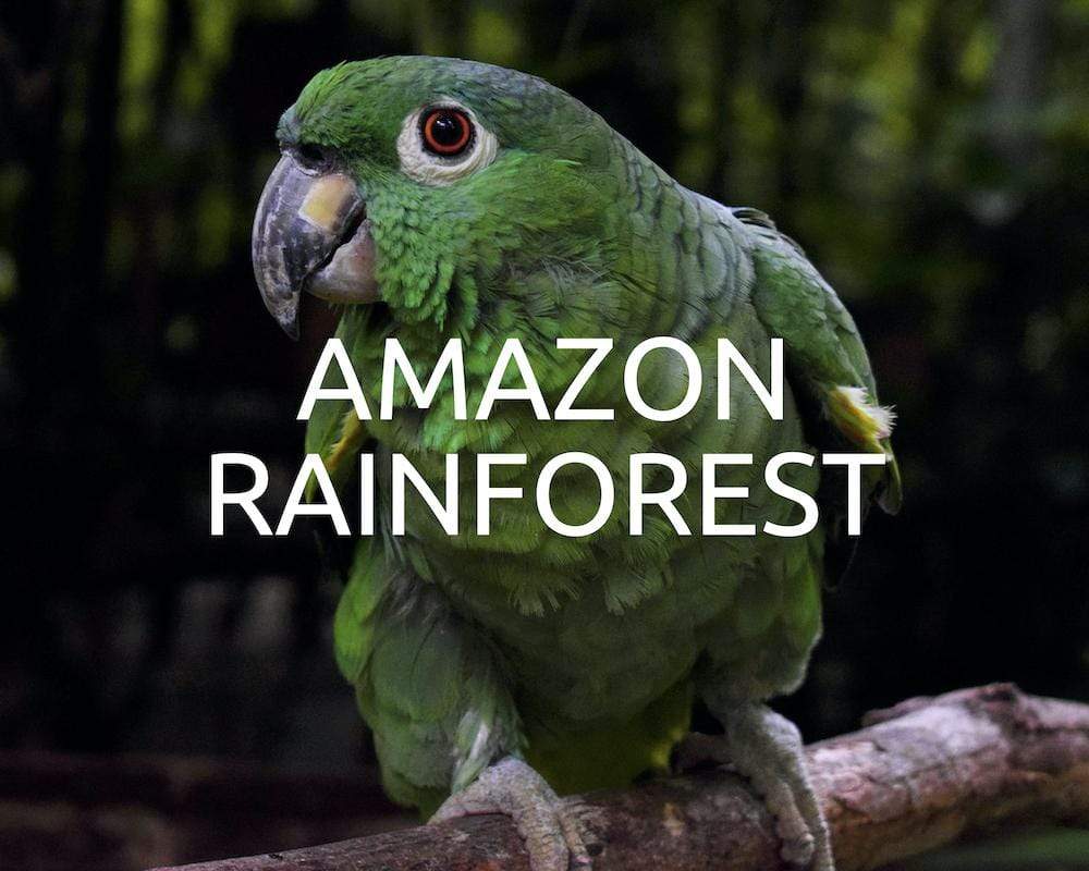 Plantando árboles: Amazon Rainforest