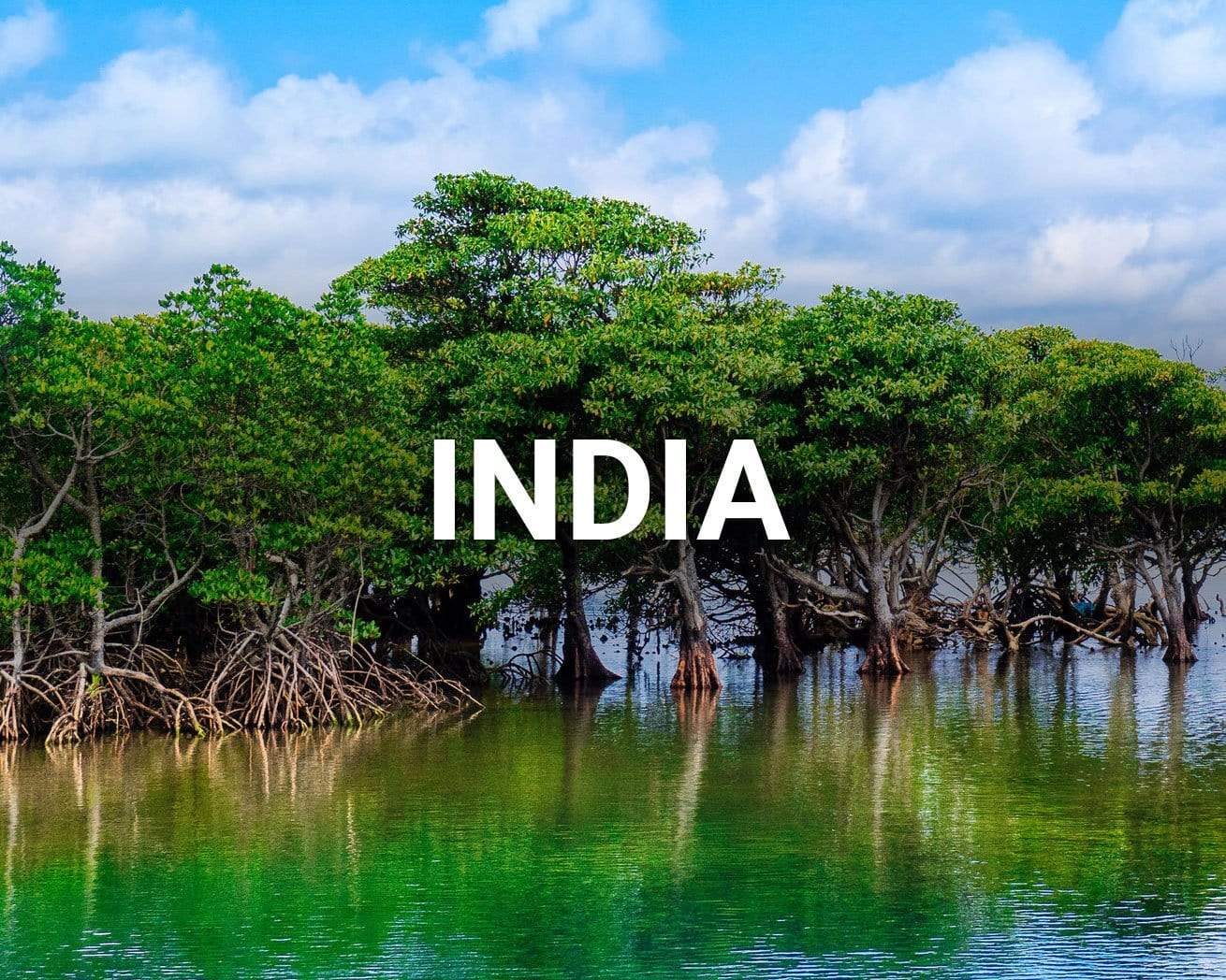Plantando árboles: India
